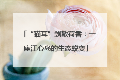 “猫耳”飘散荷香：一座江心岛的生态蜕变