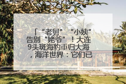 “老舅”“小姨”告别“姥爷”！大连9头斑海豹重归大海，海洋世界：它们已具备野外生存能力