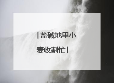 盐碱地里小麦收割忙