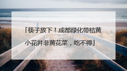 筷子放下！成都绿化带桔黄小花并非黄花菜，吃不得