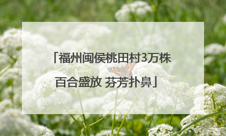 福州闽侯桃田村3万株百合盛放 芬芳扑鼻