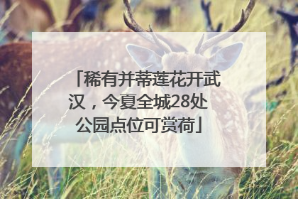 稀有并蒂莲花开武汉，今夏全城28处公园点位可赏荷
