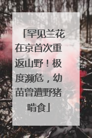 罕见兰花在京首次重返山野！极度濒危，幼苗曾遭野猪啃食