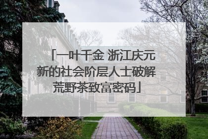 一叶千金 浙江庆元新的社会阶层人士破解荒野茶致富密码