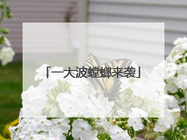 一大波螳螂来袭