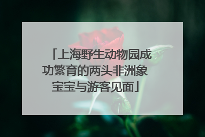 上海野生动物园成功繁育的两头非洲象宝宝与游客见面