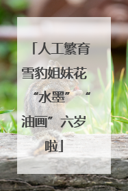 人工繁育雪豹姐妹花“水墨”“油画”六岁啦