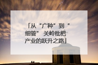 从“广种”到“细管” 关岭枇杷产业的跃升之路