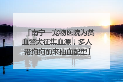 南宁一宠物医院为贫血警犬征集血源，多人带狗狗前来抽血配型