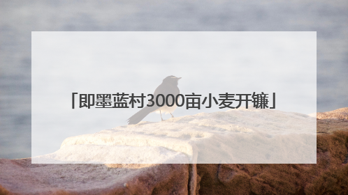 即墨蓝村3000亩小麦开镰
