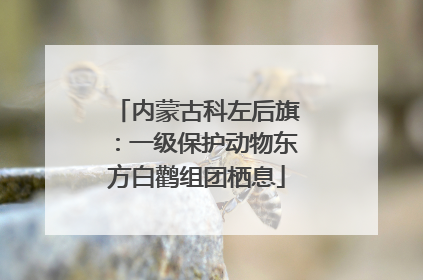 内蒙古科左后旗：一级保护动物东方白鹳组团栖息
