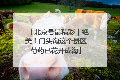 北京号最精彩｜绝美！门头沟这个景区芍药已花开成海