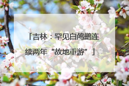 吉林：罕见白鸬鹚连续两年“故地重游”