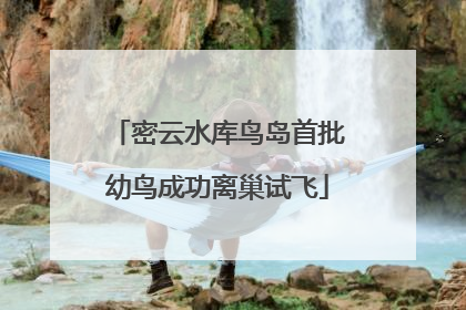 密云水库鸟岛首批幼鸟成功离巢试飞