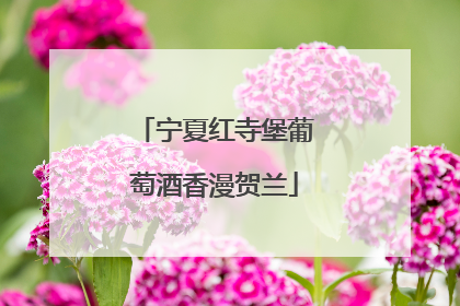宁夏红寺堡葡萄酒香漫贺兰