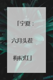 宁夏：六月头茬枸杞红