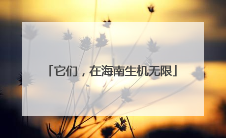 它们，在海南生机无限
