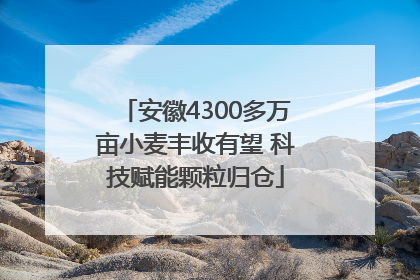 安徽4300多万亩小麦丰收有望 科技赋能颗粒归仓