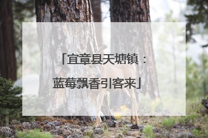 宜章县天塘镇：蓝莓飘香引客来