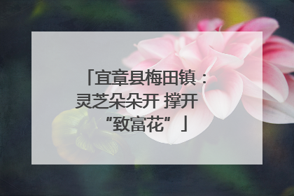 宜章县梅田镇：灵芝朵朵开 撑开“致富花”