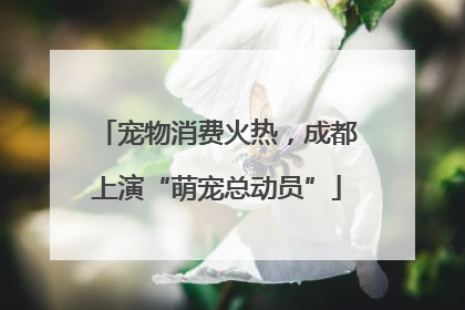 宠物消费火热，成都上演“萌宠总动员”
