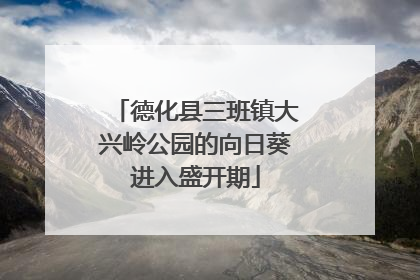 德化县三班镇大兴岭公园的向日葵进入盛开期