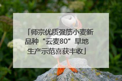 师宗优质强筋小麦新品种“云麦80”旱地生产示范喜获丰收