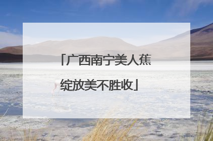 广西南宁美人蕉绽放美不胜收