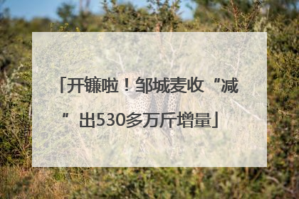 开镰啦！邹城麦收“减”出530多万斤增量