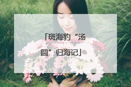 斑海豹“汤圆”归海记