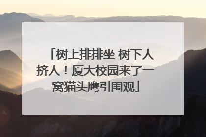 树上排排坐 树下人挤人！厦大校园来了一窝猫头鹰引围观