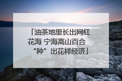 油茶地里长出网红花海 宁海高山百合“种”出花样经济