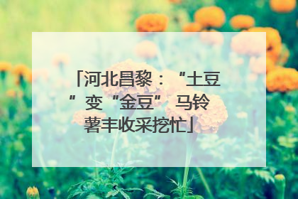 河北昌黎：“土豆”变“金豆” 马铃薯丰收采挖忙