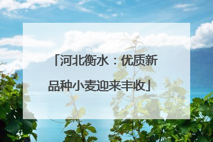 河北衡水：优质新品种小麦迎来丰收