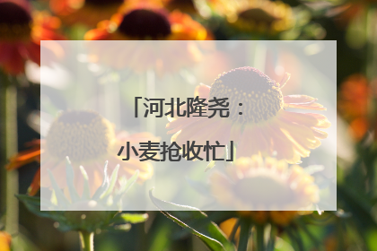 河北隆尧：小麦抢收忙