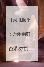 河北顺平：万余亩鲜杏采收忙