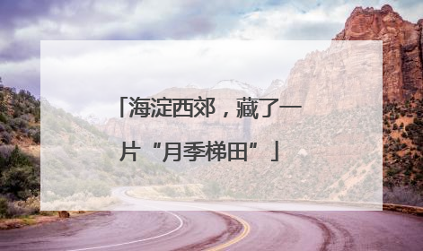 海淀西郊，藏了一片“月季梯田”
