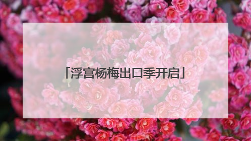 浮宫杨梅出口季开启