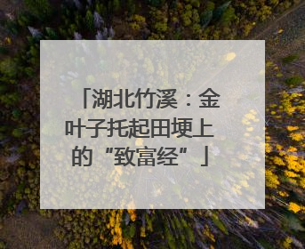 湖北竹溪：金叶子托起田埂上的“致富经”