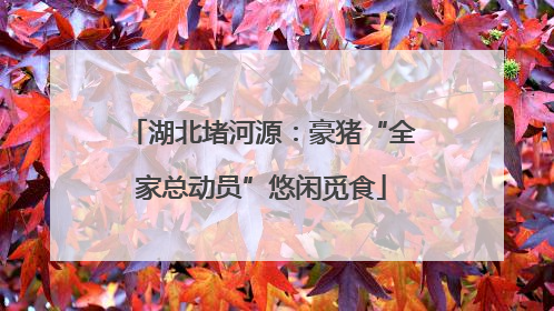 湖北堵河源：豪猪“全家总动员”悠闲觅食