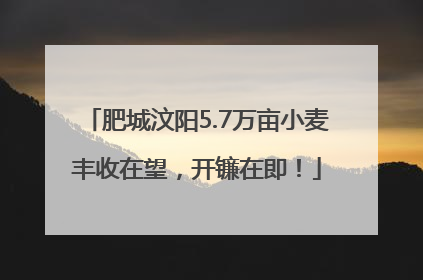 肥城汶阳5.7万亩小麦丰收在望，开镰在即！