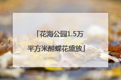 花海公园1.5万平方米醉蝶花盛放