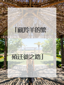 藏羚羊的繁殖迁徙之路