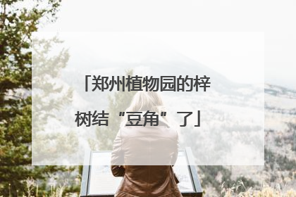 郑州植物园的梓树结“豆角”了