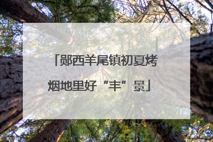 郧西羊尾镇初夏烤烟地里好“丰”景