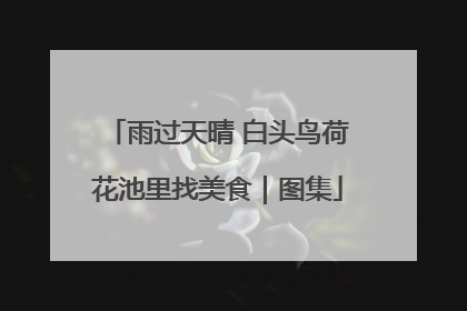 雨过天晴 白头鸟荷花池里找美食｜图集