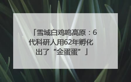 雪域白鸡鸣高原：6代科研人用62年孵化出了“金蛋蛋”