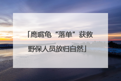 鹰嘴龟“落单”获救 野保人员放归自然