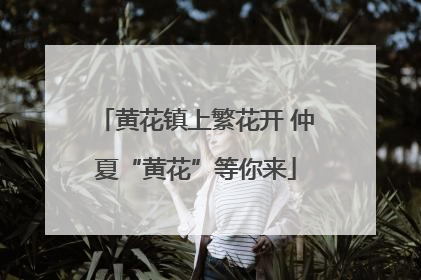 黄花镇上繁花开 仲夏“黄花”等你来
